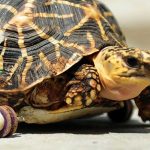 01-turtle-wheel-adapt-1190-1-1308-1466332957