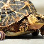 01-turtle-wheel-adapt-1190-1-1308-1466332957
