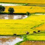 timeless-rice-field